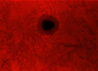 Macchia solare
